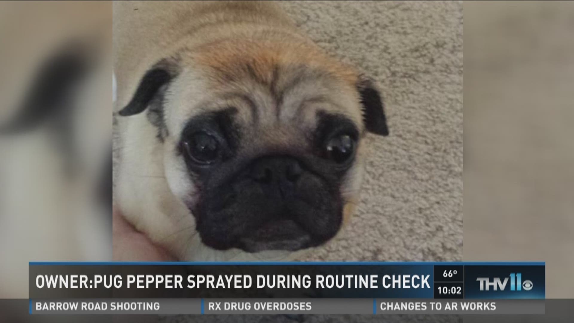 Owner says his pug was pepper sprayed during routine meter check - thv11.com