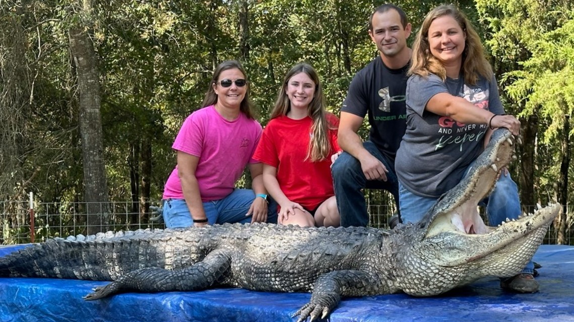 2023 Arkansas alligator hunting season breaks records