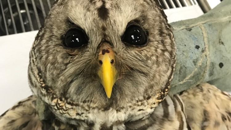 Rehabilitated barred owl will return to skies at Fayetteville nature preserve
