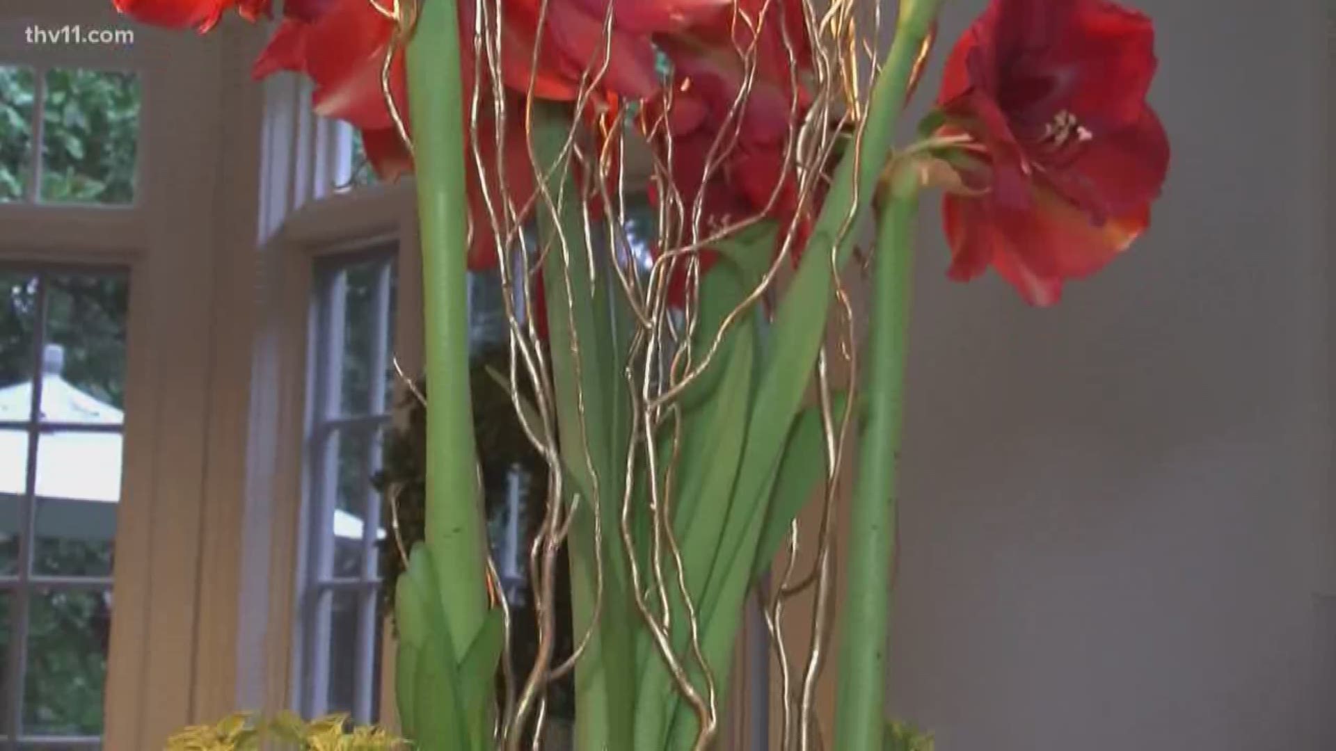 Looking to change things up? The amaryllis is a beautiful Christmas flower that isn't as popular.