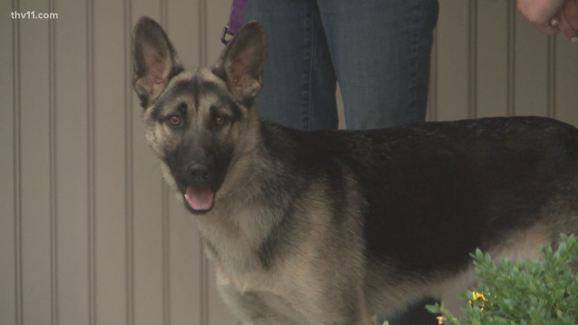 Hometown pet clearance supply