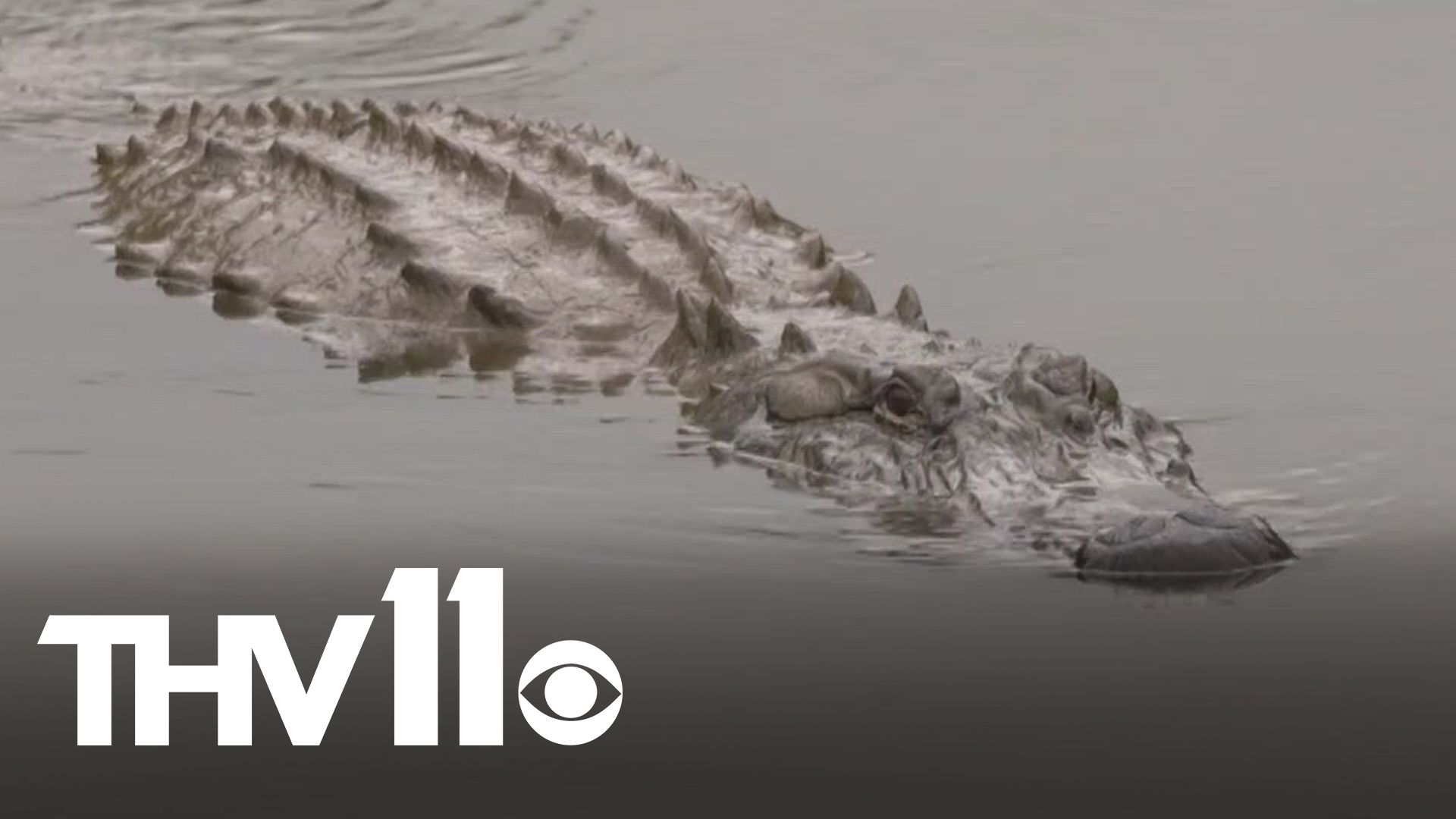 Trey Reid with Arkansas Game & Fish joins Hayden Balgavy to discuss everything people should know about alligator hunting as fall weather begins to creep in.