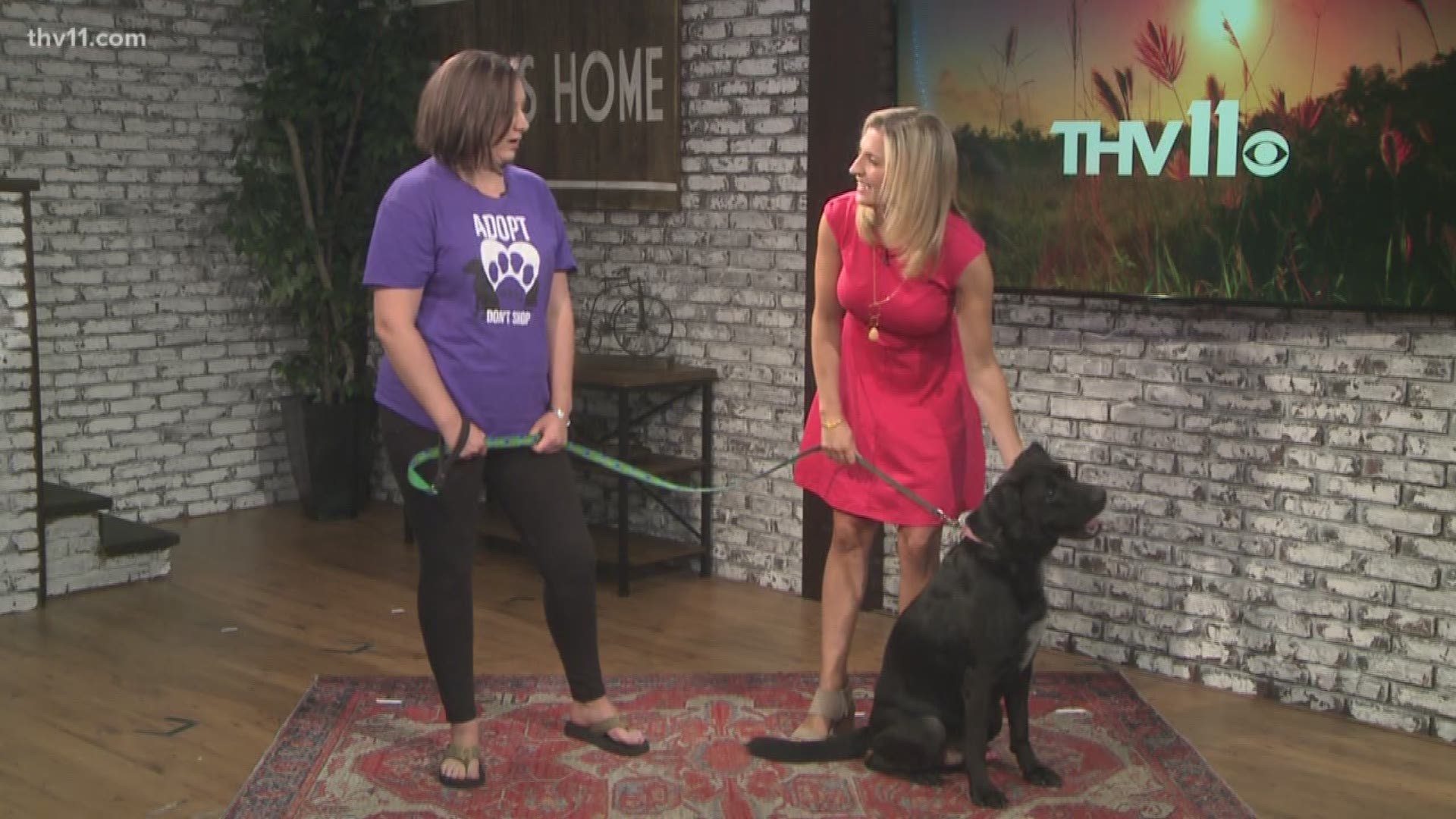 Every week we showcase an animal from the Little Rock Animal Village that is up for adoption. Betsy Robb with Friends of the Animal Village joins us this morning with  Abe.