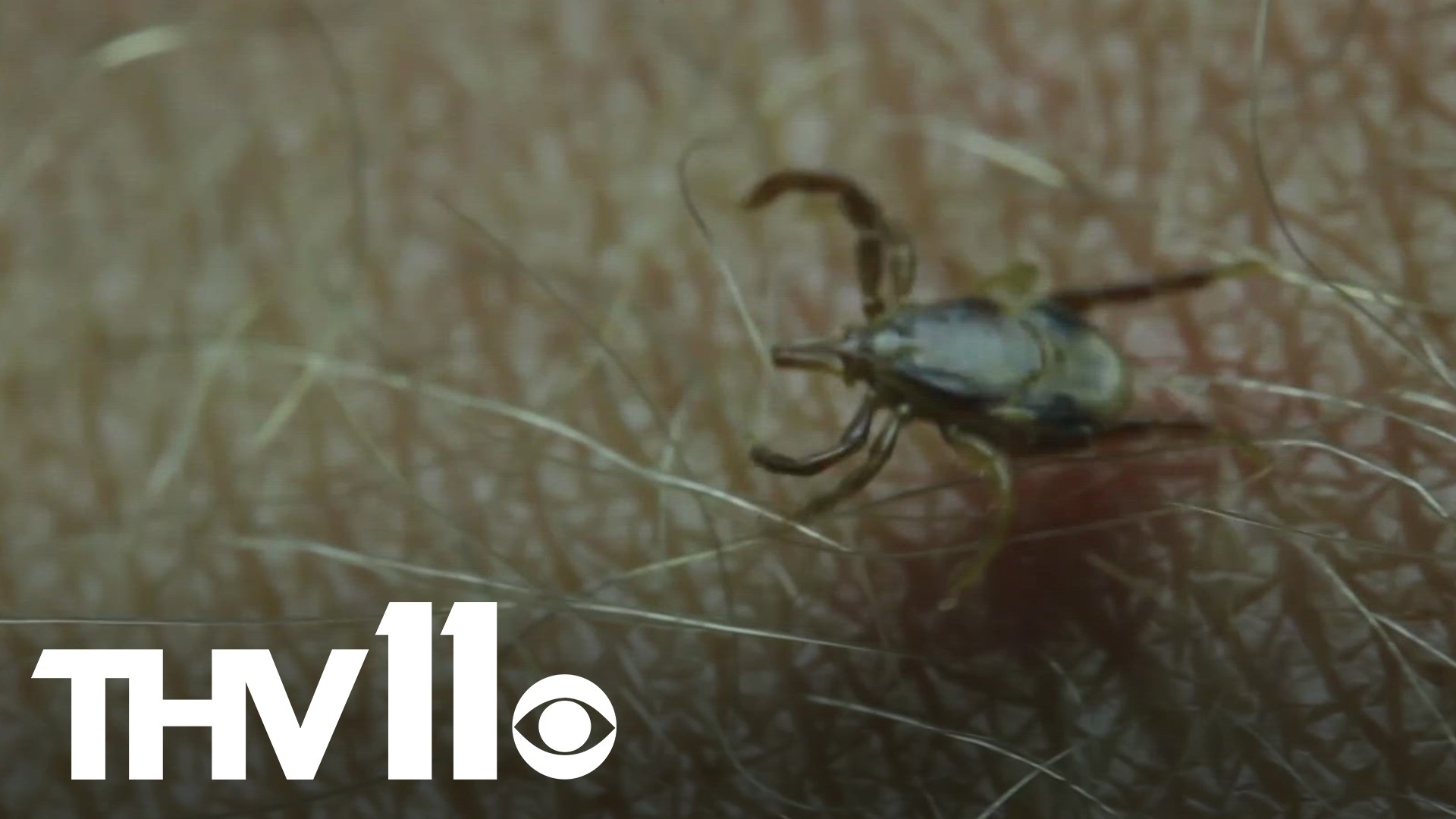 Although national headlines claim 2023 will be the “worst tick season ever,” experts say Arkansans can expect the usual with the summer heat settling in.