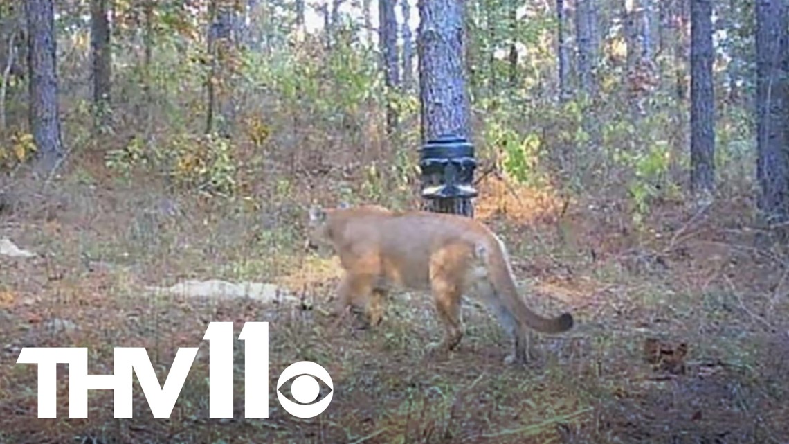 Mountain lion spotted in small Arkansas town | thv11.com