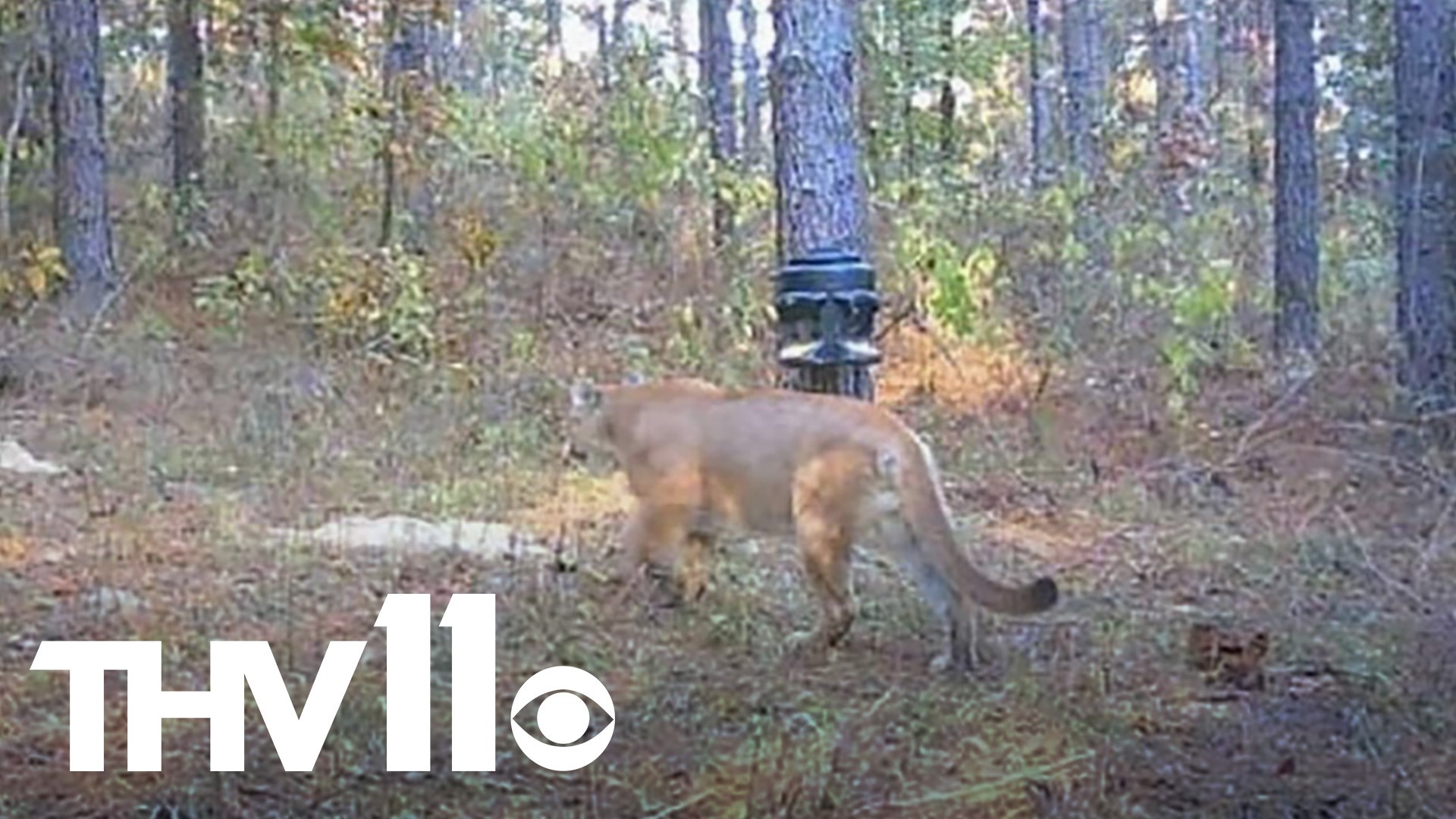 A mountain lion was spotted in a small Arkansas town this week, the Arkansas Game & Fish Commission confirmed on Thursday.