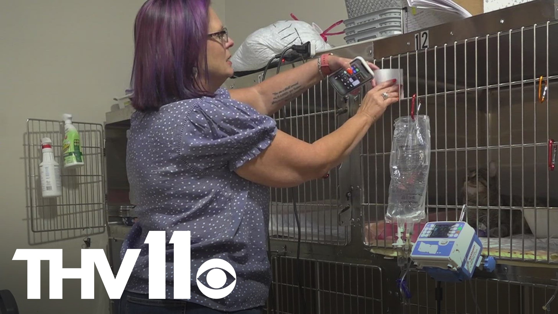 Vet clinics are still struggling to make ends meet as a veterinarian shortage continues to be a challenge this year.