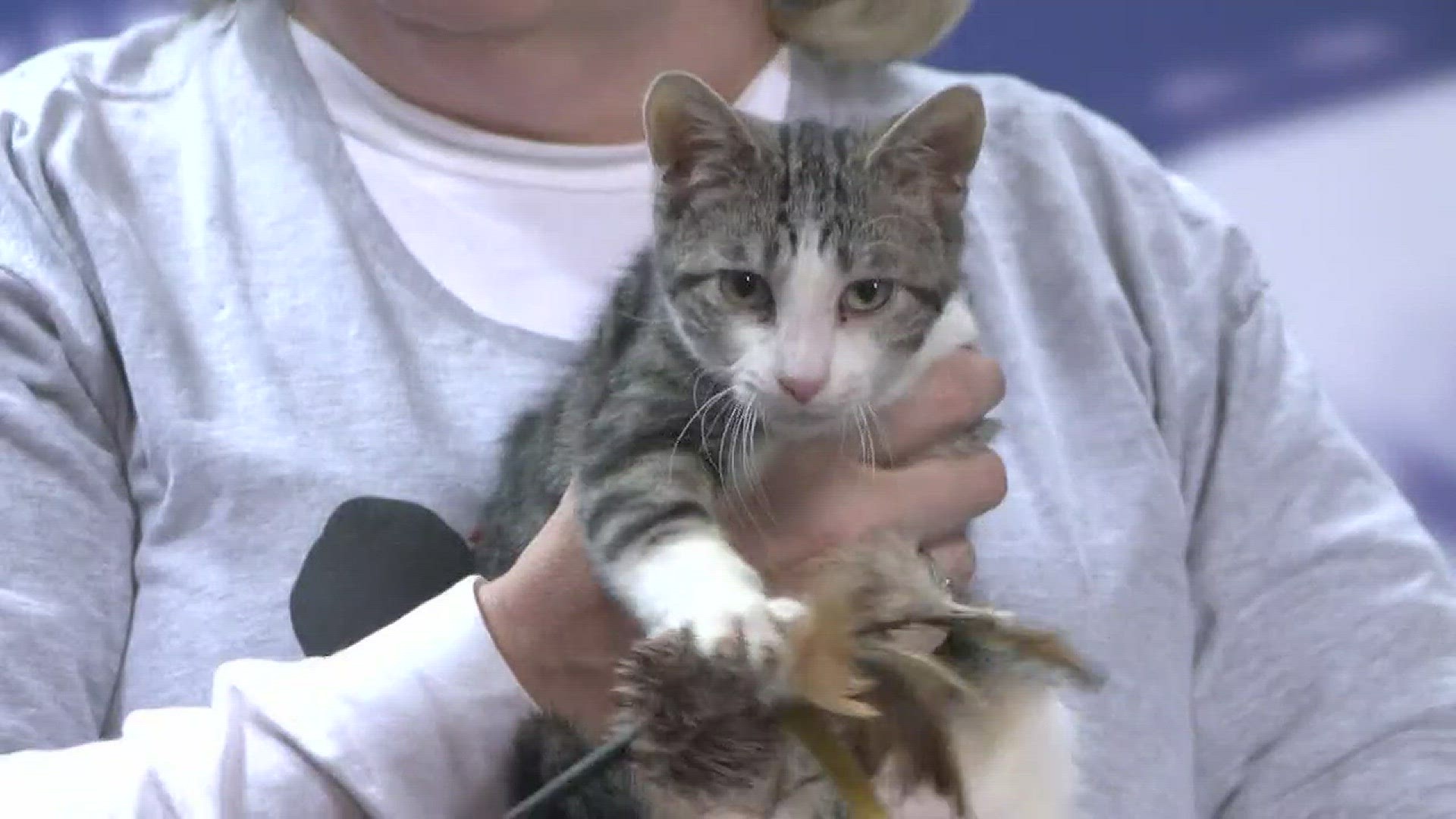 Leslie Taylor from Friends of the Animal Village brought in sweet little Theo, who is up for adoption.