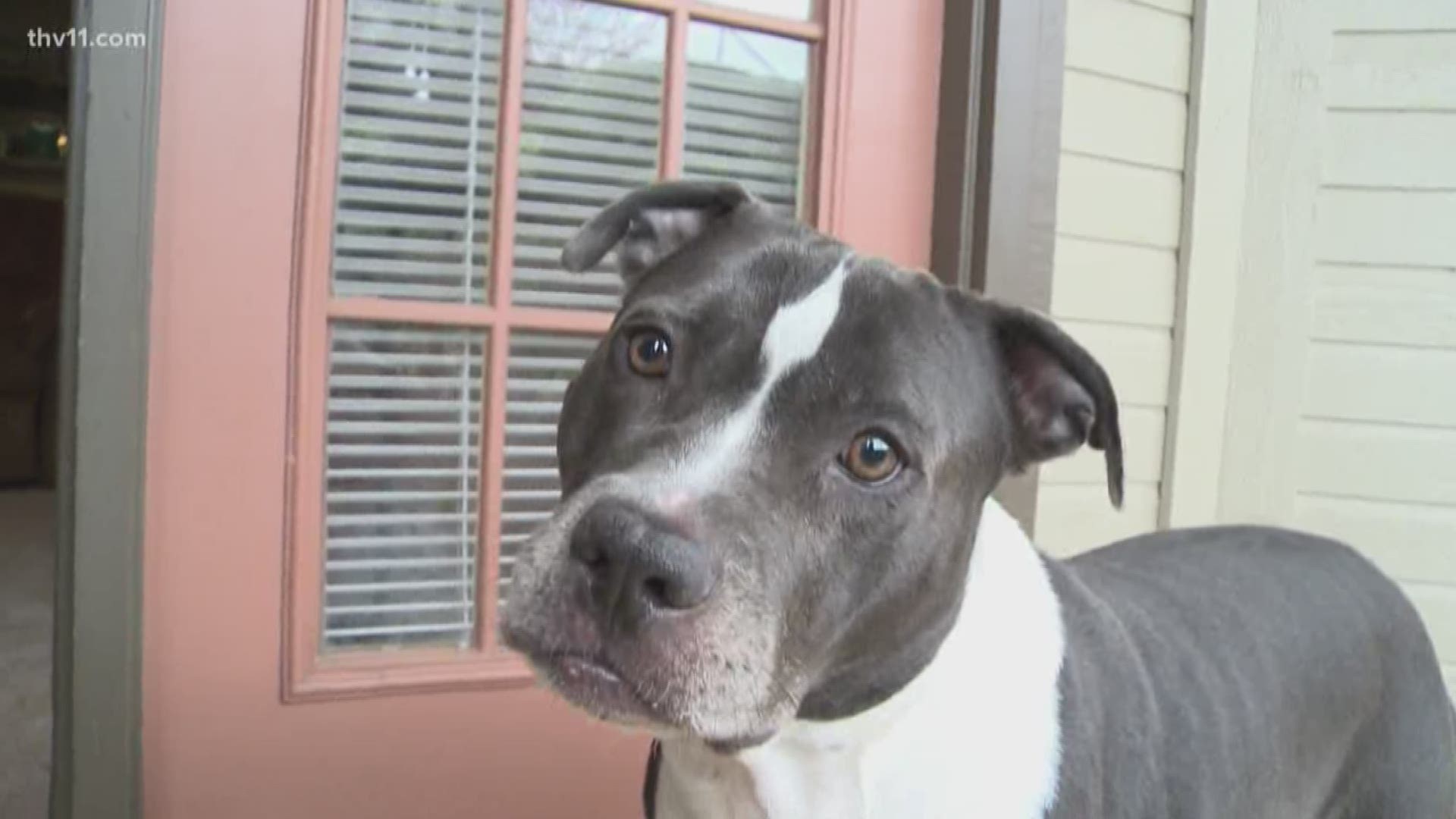North Little Rock City Council members will hear from people looking to reverse the city's ban on pit bulls.