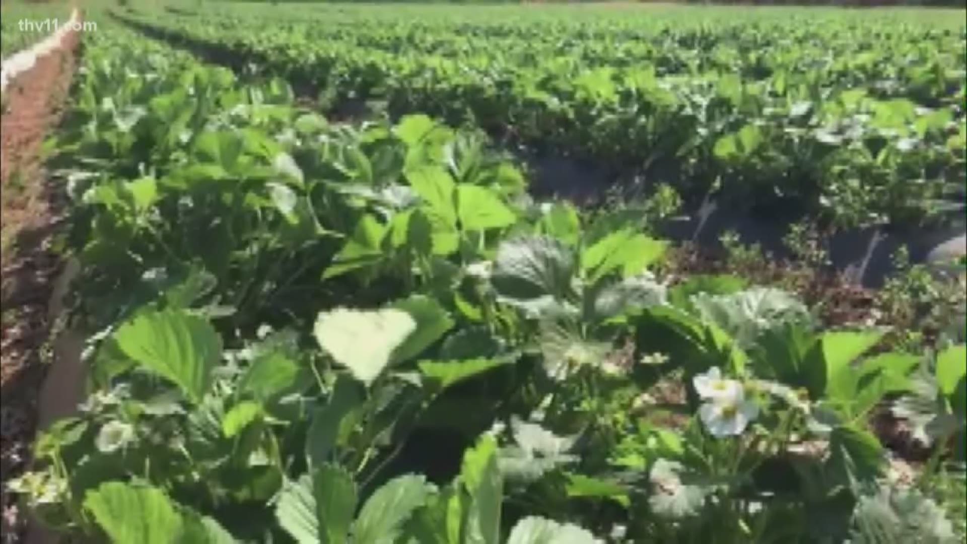 Meteorologist Nathan Scott spoke with farmers around the area who are still assessing the frost &amp; freeze damage from this past weekend.