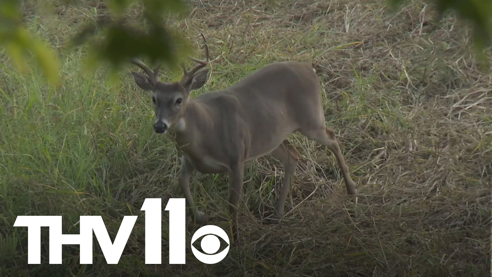 Successful start to hunting season & Hunter's Ed | Outdoor Report ...
