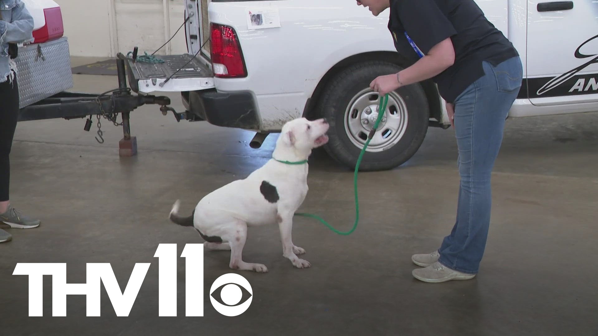 Animal shelters in Little Rock host massive adoption event | thv11.com