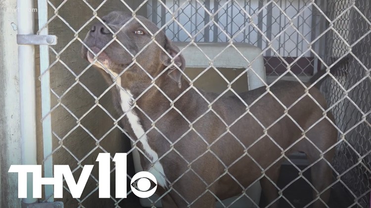 Jacksonville animal shelter works to reunite pets with families