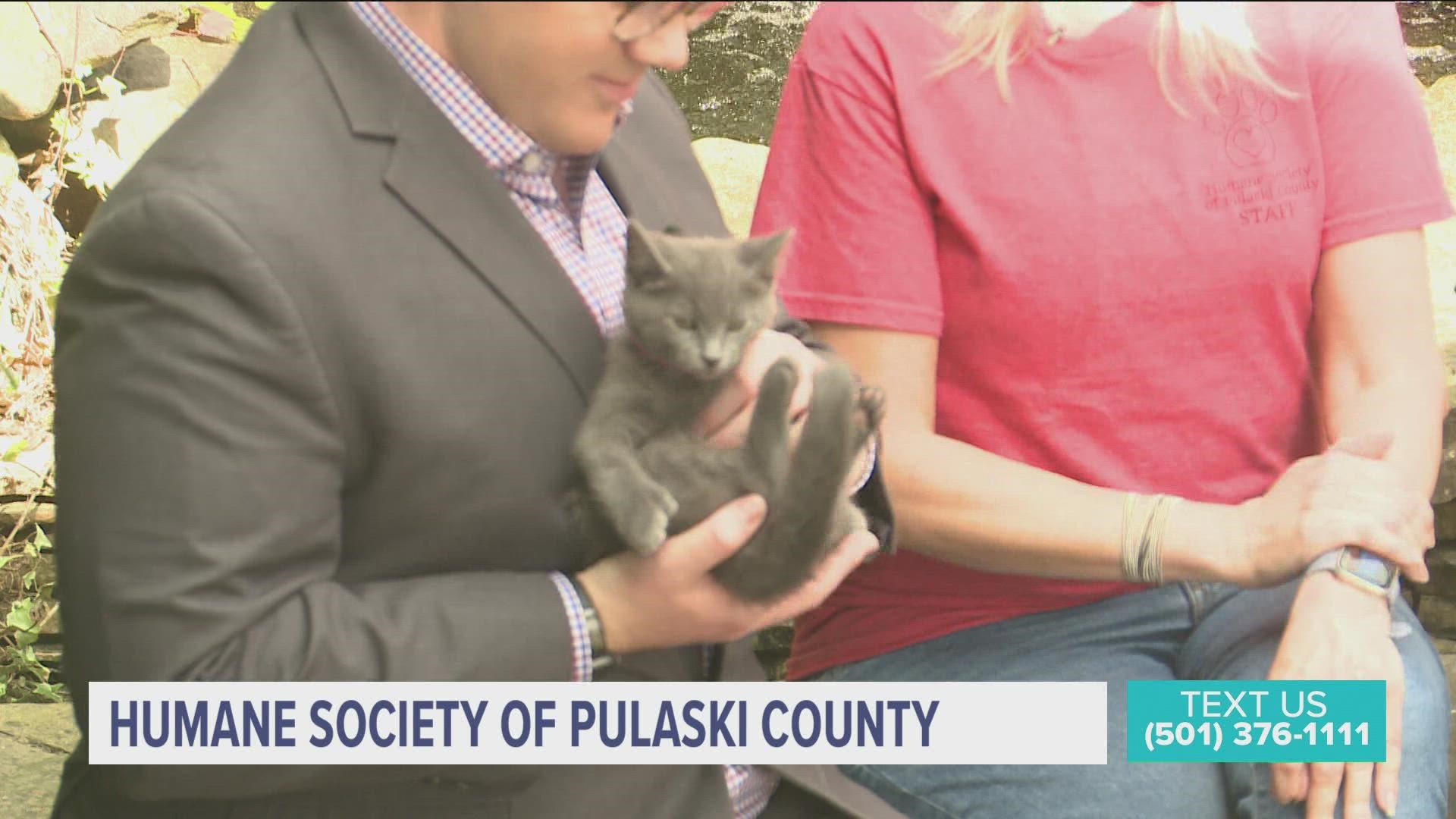 Adam and Skot are talking with Julie Austin from Pulaski County Humane Society!