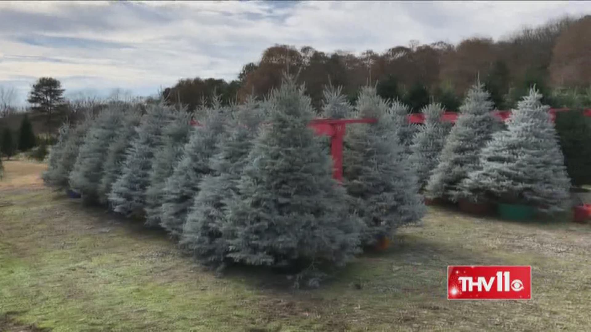 As our Meteorologist Adam Bowles learned, at the Romance Christmas Tree Farm, there's a science to finding the perfect tree.