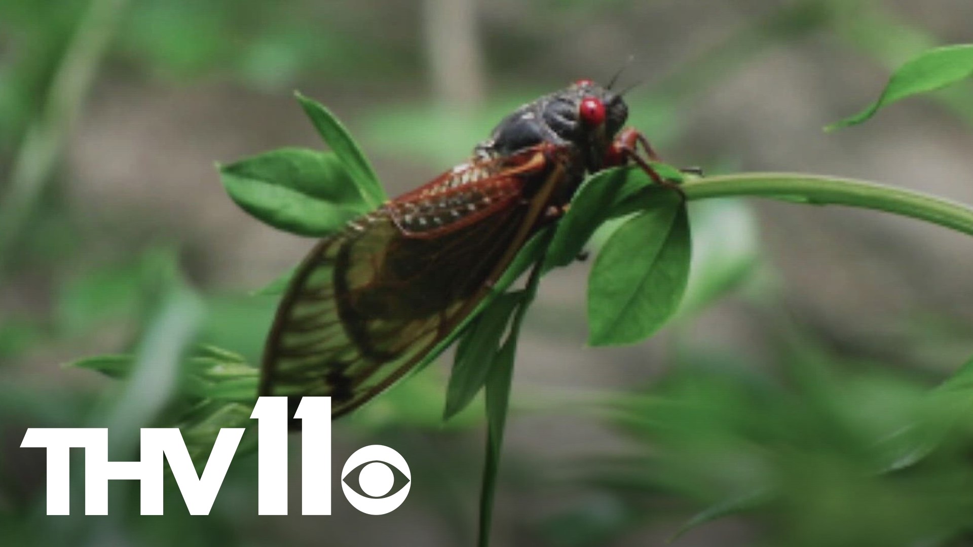 After more than a decade, flying singing cicadas will soon make a reappearance and make history— here's when the invasion is expected to arrive.