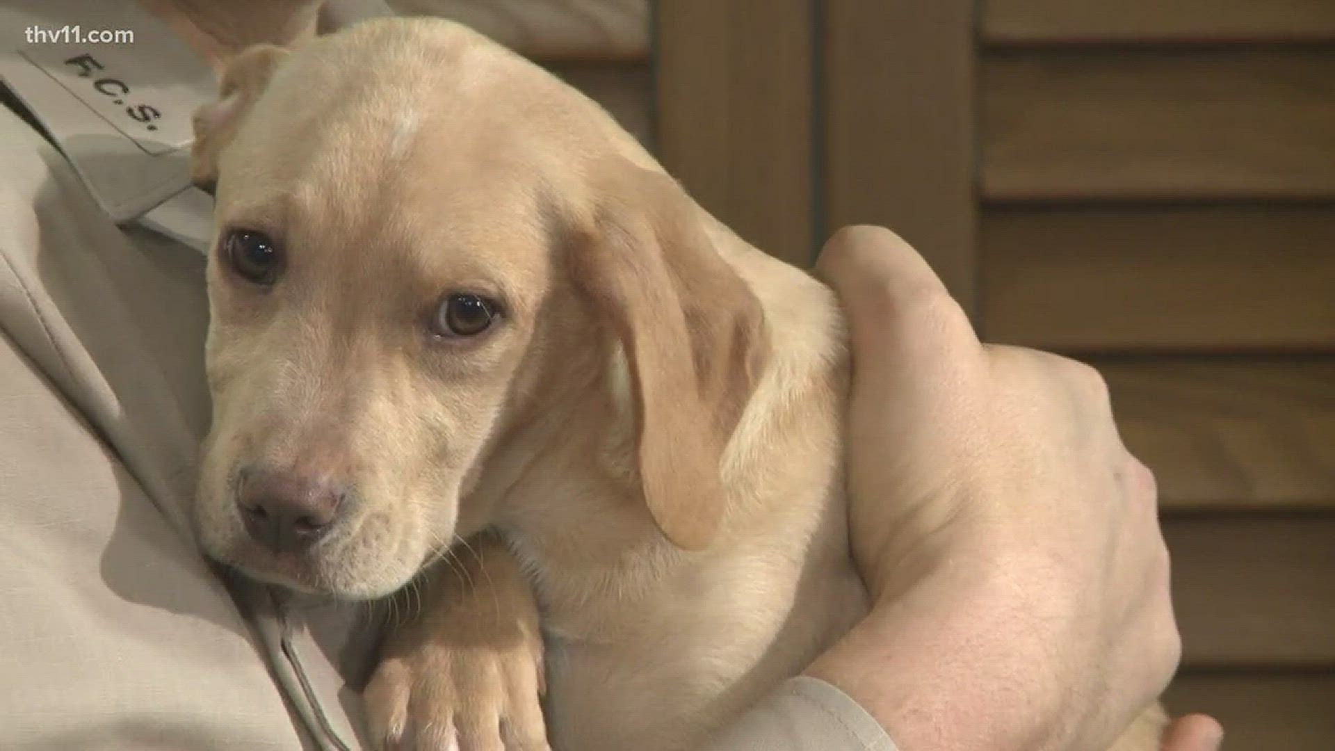 Paul Hughes with Friends of the Animal Village visited THV11 This Morning with a sweet puppy named Bo