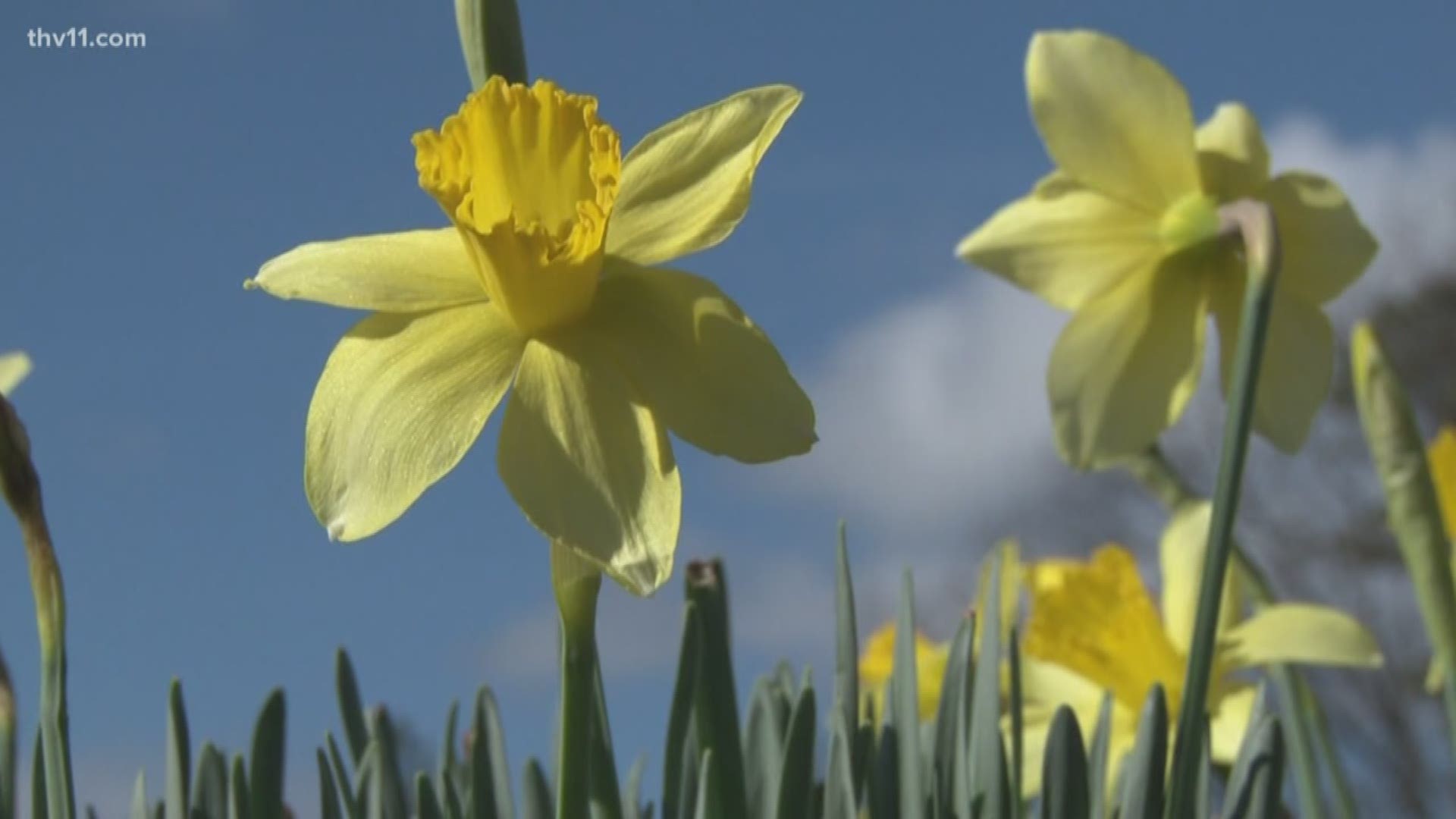 The always-popular Wye Mountain Daffodil festival opens this weekend!