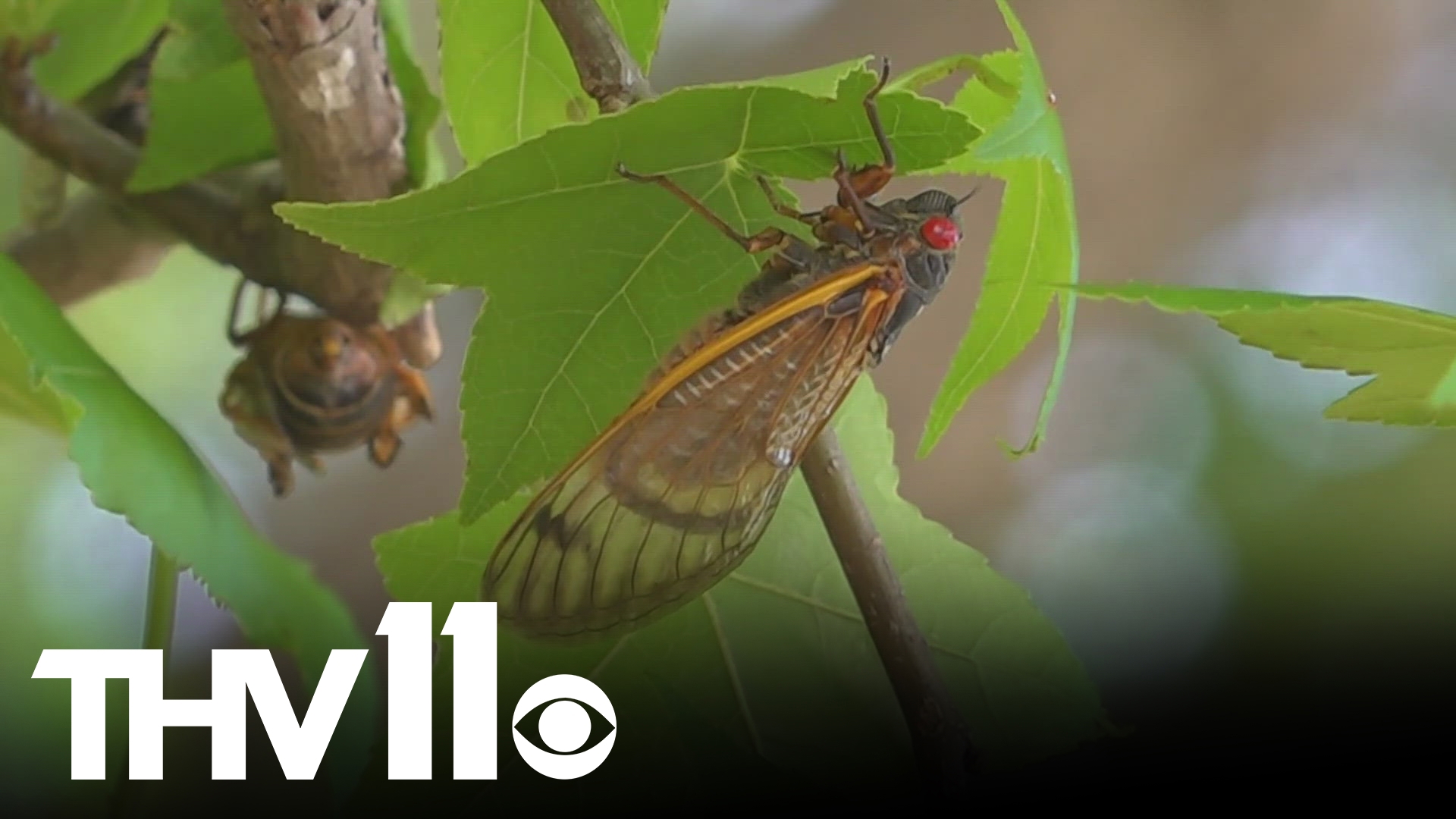 After spending more than a decade underground, singing cicadas, the largest and loudest insects on earth, have made a historic comeback in Arkansas. 