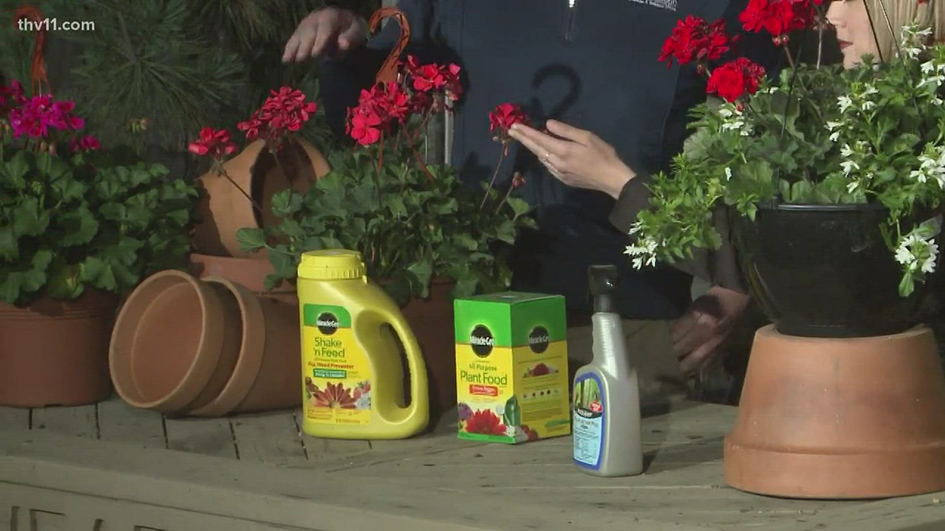 Geraniums are easy to grow, but there are still some tips for growing them.