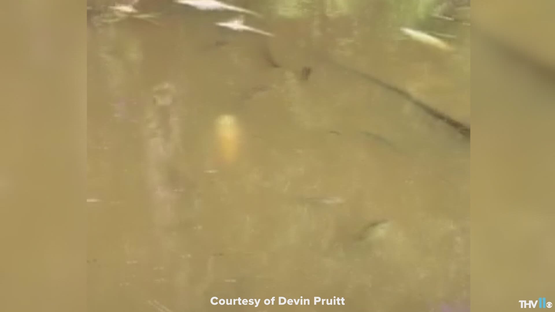 A viewer sent us a video of an overturned pond in Judsonia that had a lot of dead fish floating on top.