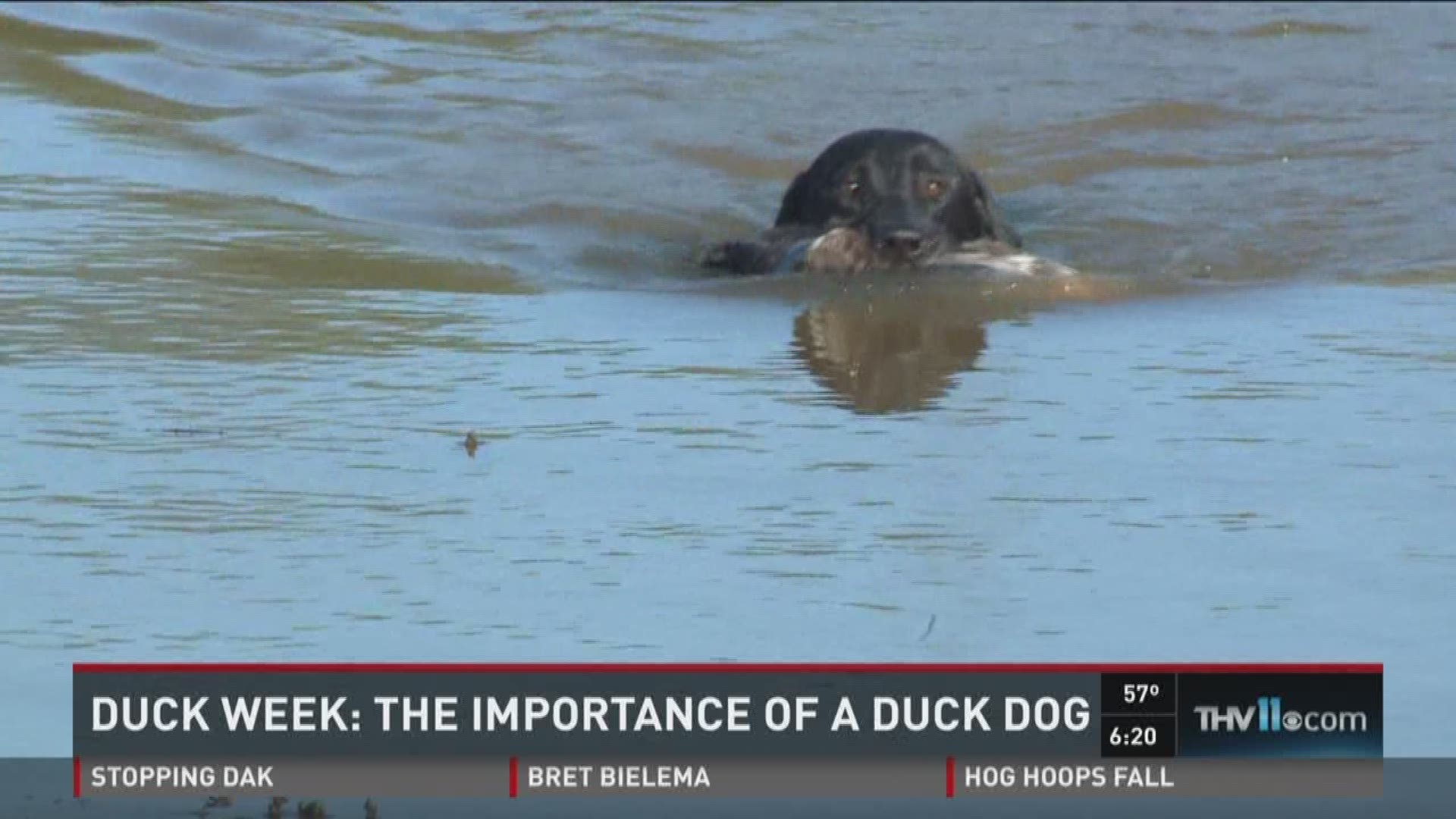 It is duck week at THV11 and THV11's Sarah Fortner wanted to get the inside scoop on a the perfect dog for duck hunting season. THV11.com 11/19/15