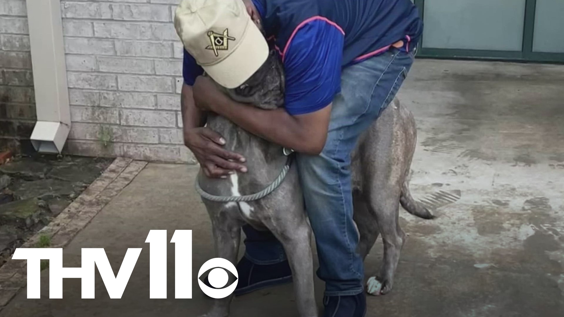 Eleanor, the Neapolitan Mastiff at the Little Rock Animal Village, has been reunited with her owner. Here’s how the reunion happened.
