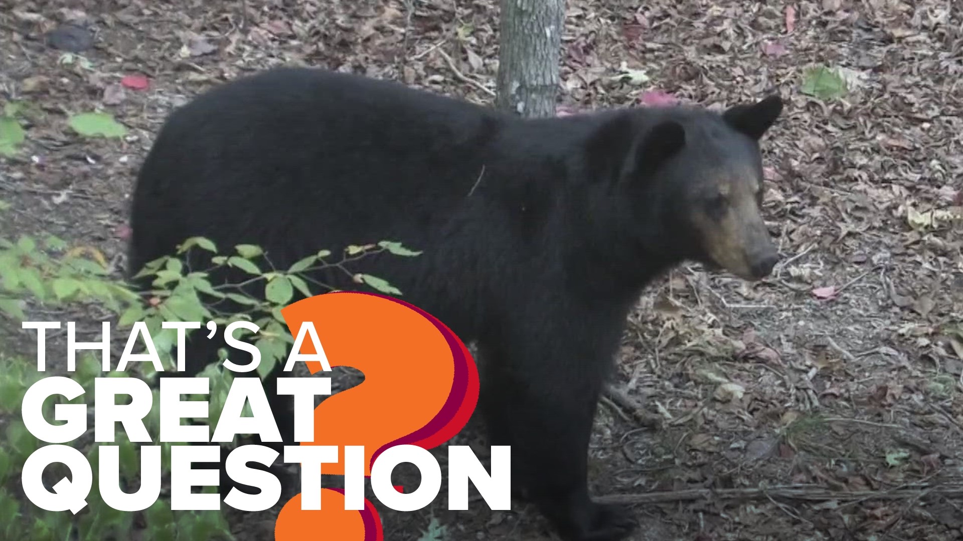 Arkansas may have seen a dip in black bear population in the past, but today, there are over 5,000 bears in the state thanks to the Black Bear Restoration Program.