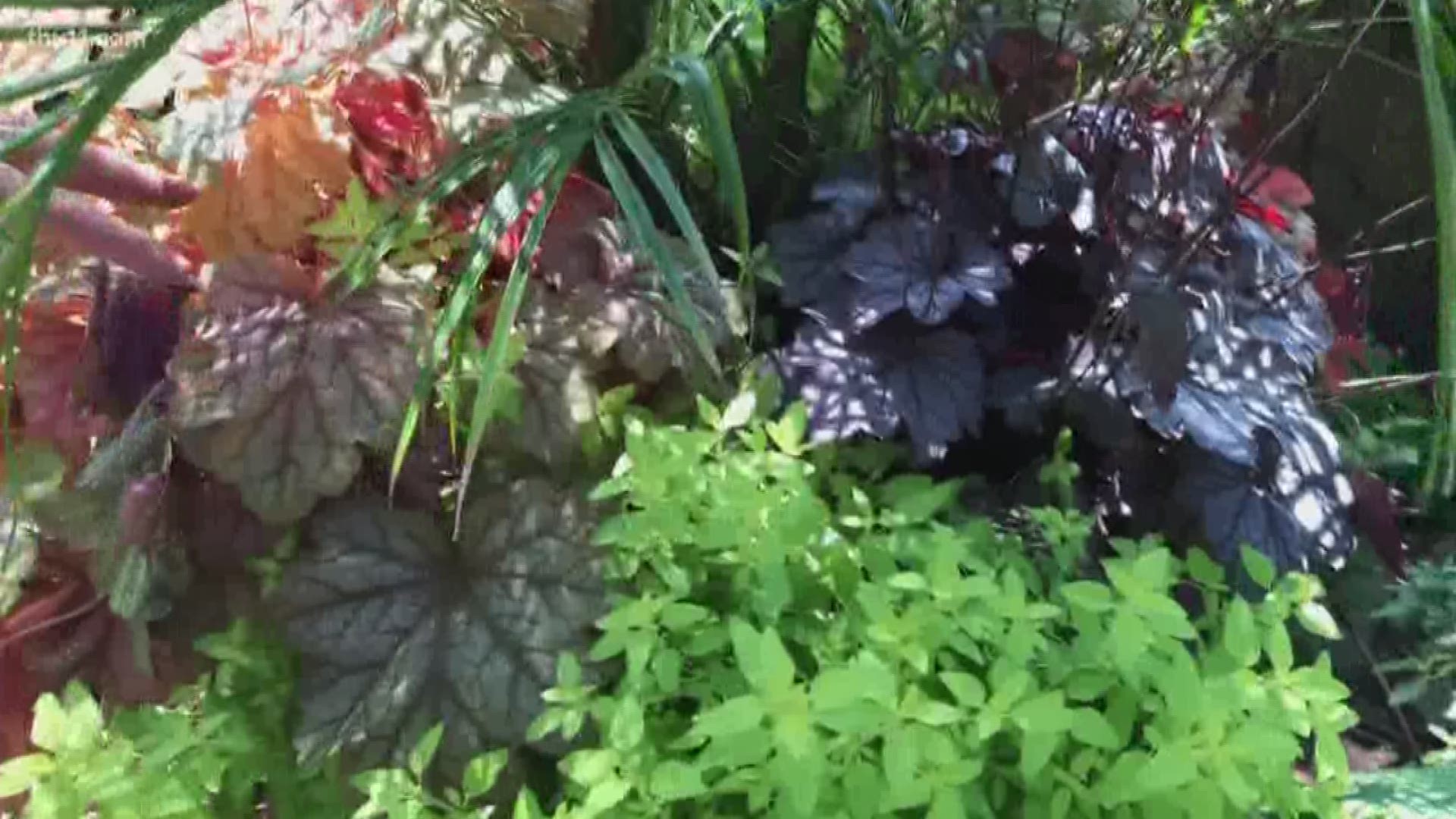 From dark green mondo grass to variegated hostas, Chris H. Olsen shows us which plants actually thrive out of the sun.