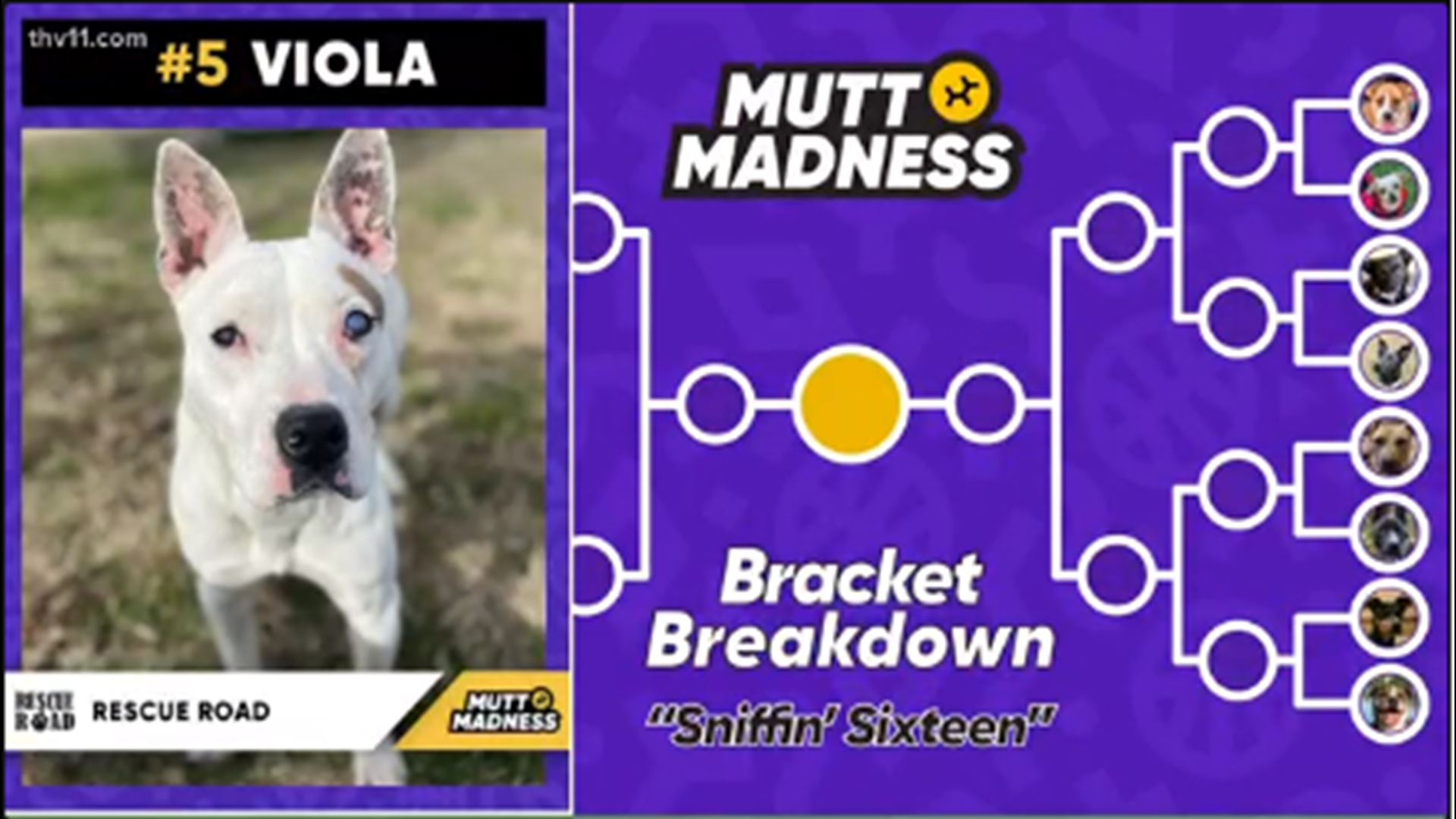 Viola is representing Rescue Road and competing with 15 other rescue organizations to win a $5,000 donation. Vote: http://bit.ly/RRMuttMadness