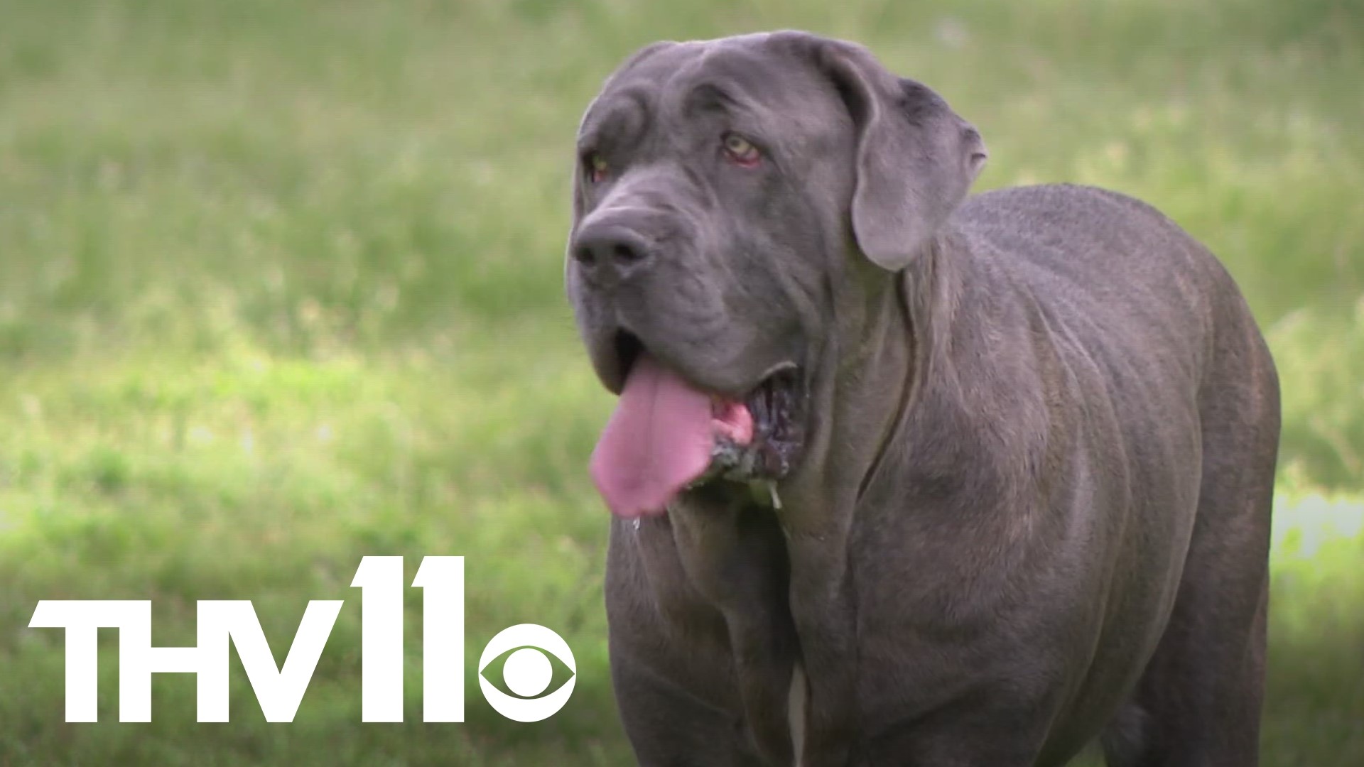 The Neapolitan Mastiff was brought to the shelter on March 30, and the shelter manager believes the dog has an owner.