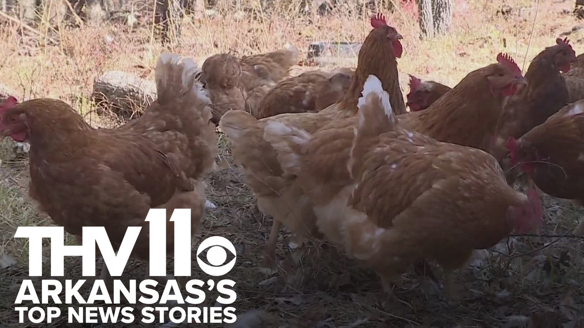 Sarah Horbacewicz presents Arkansas's top news stories for November 4, 2023, including more information on the reported bird flu cases around the state.