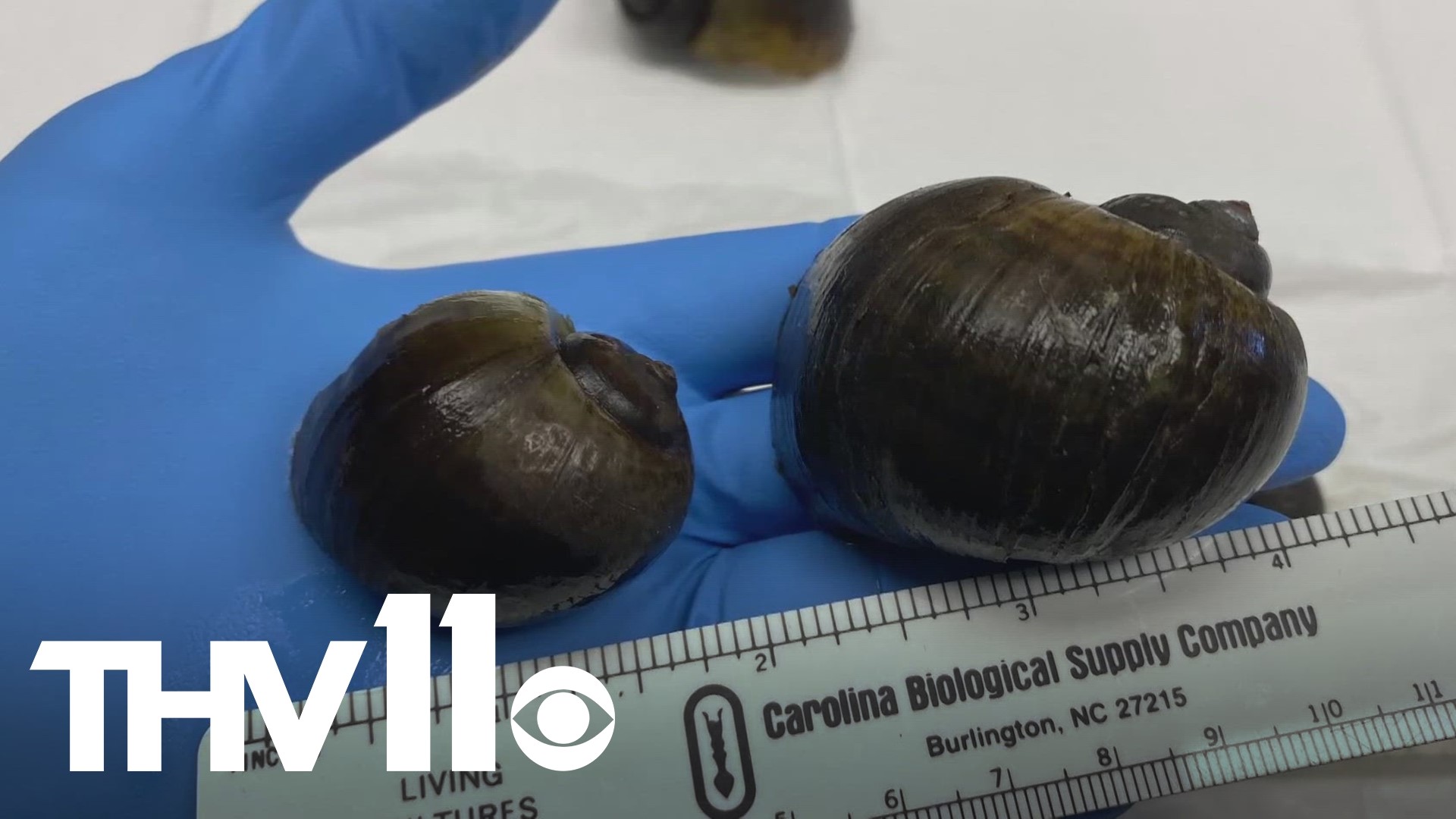 The Arkansas Game and Fish Commission is warning the public to be on the lookout for an invasive snail species. Here’s how to spot and report them.