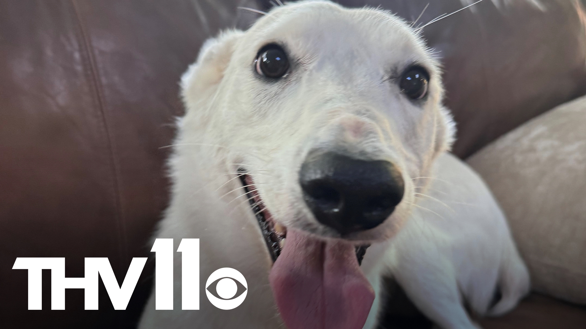 Ava is a young dog looking for a family to love! She’s already house, leash, and kennel trained, plus gorgeous! See her at the Little Rock Animal Village!