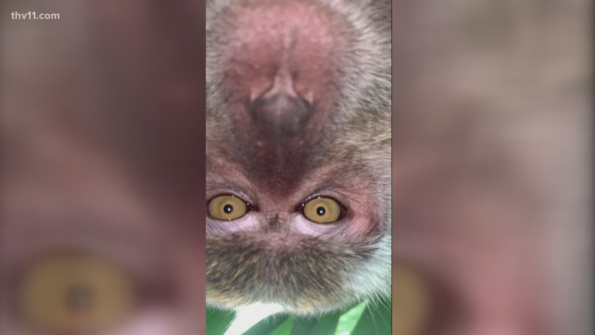 A Malaysian man found his phone with a series of photos and videos of a monkey.
