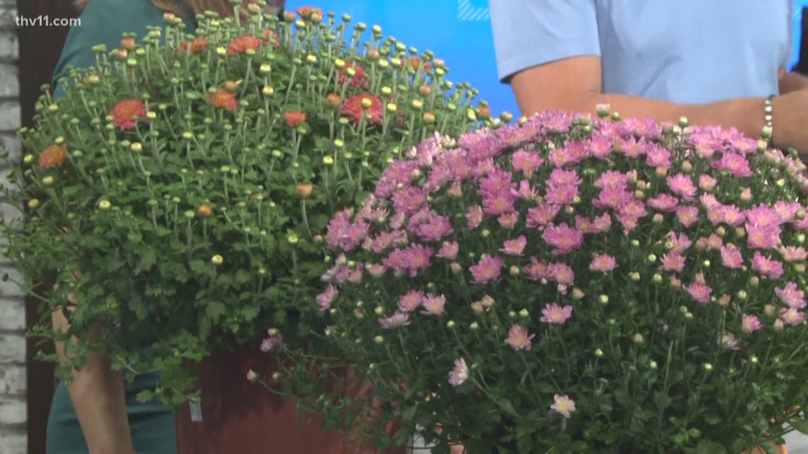 Chrysanthemum is hard to pronounce, mum's the word