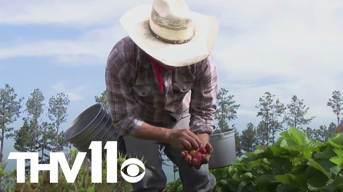 A look into the science behind Arkansas's strawberries