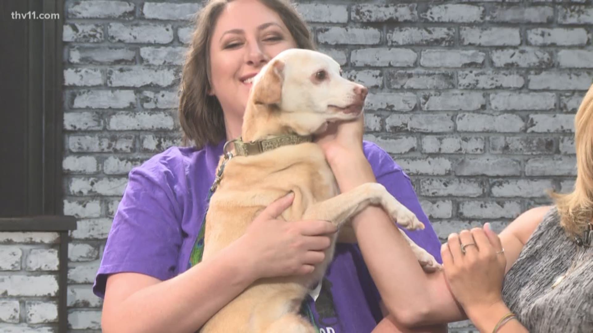 Each week, we feature a pet up for adoption at the Little Rock Animal Village. Betsy Robb from Friends of the Animal Village is here with an old friend Dutchess.
