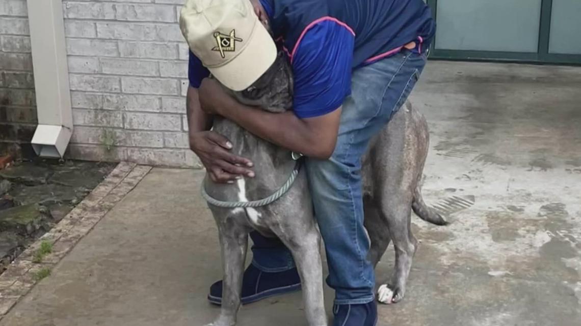 Arkansas animal shelter finds lost dog's owner - Vimarsana News