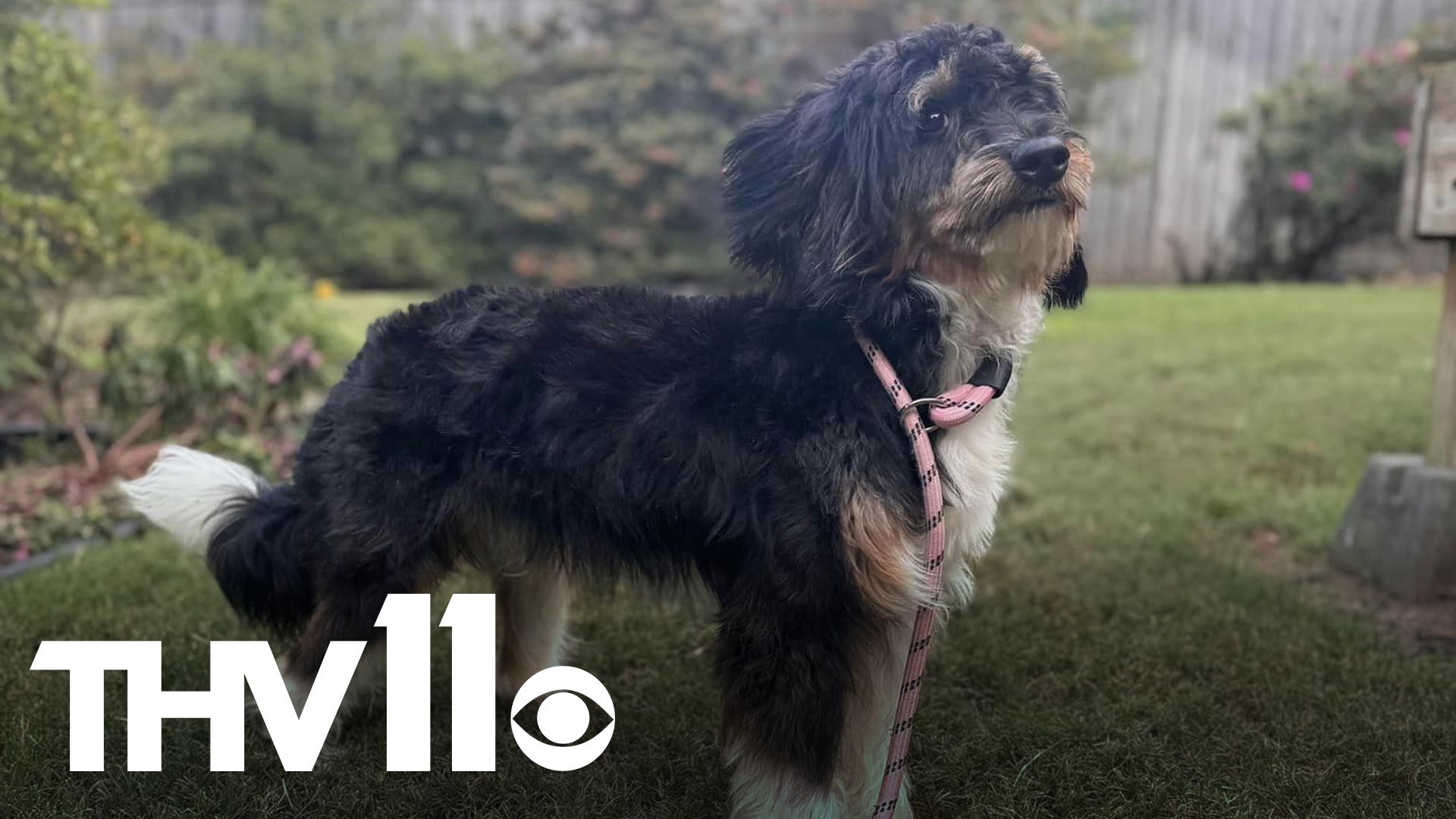 Looking for a tiny dog with a big personality? Meet Tiny Tim, a sweet, fluffy little guy who’s about a year old. Adopt him at the Little Rock Animal Village today!