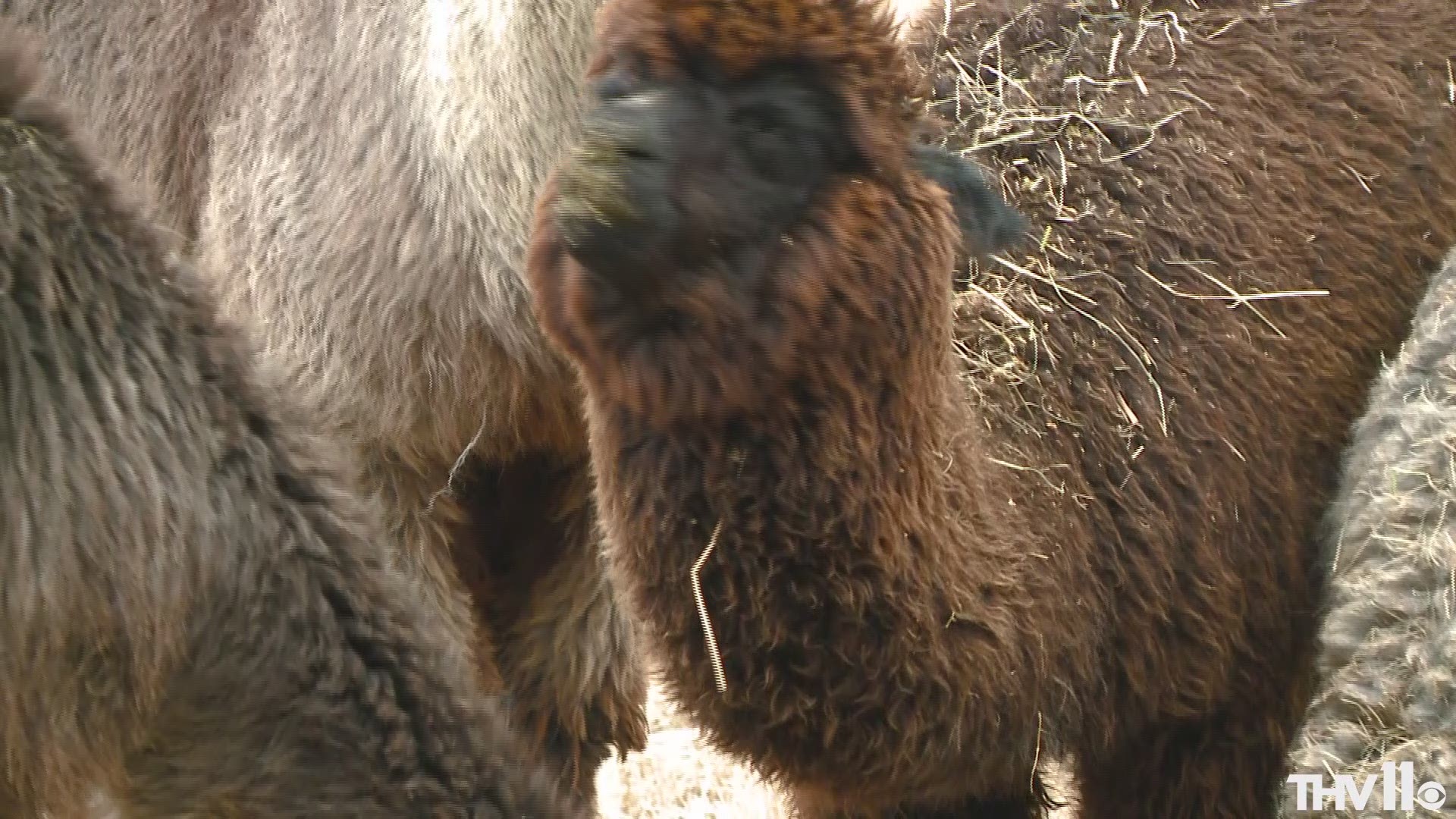 We've seen them everywhere. People posting pictures and videos on social media of them renting alpacas for birthdays, wedding and more. But the alpaca craze comes with some limitations in the state of Arkansas.