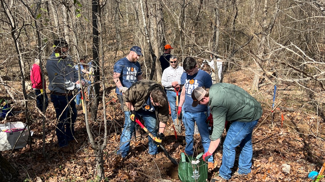 Tree replacement project underway in Central Arkansas - Vimarsana News