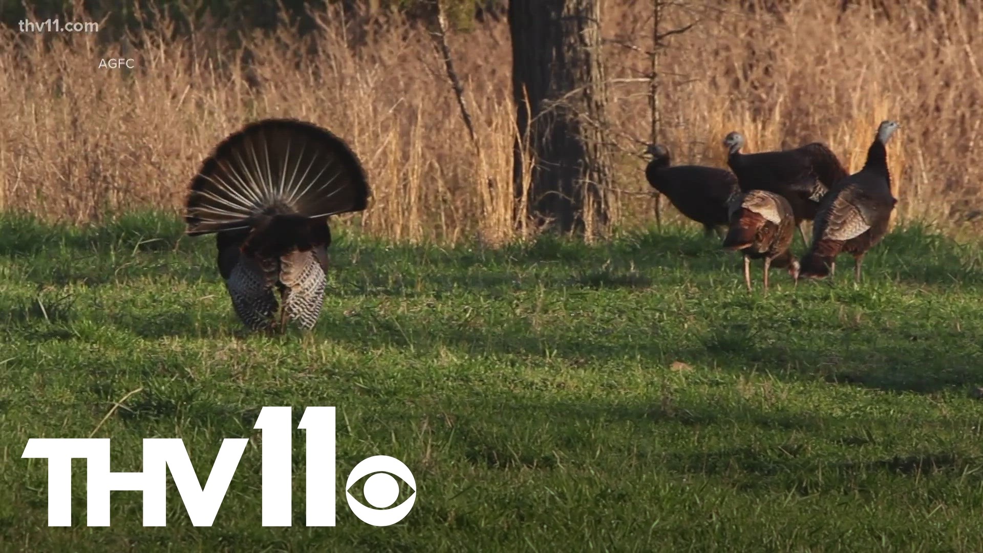 Trey Reid with Arkansas Game & Fish joins Skot Covert to discuss the uptick in turkeys ahead of the spring season.