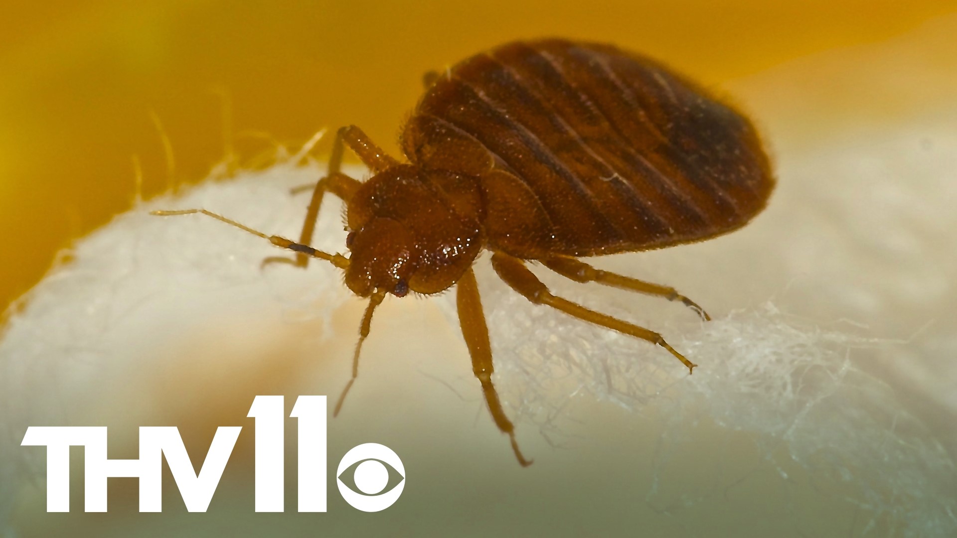 The entire city of Paris, France has been dealing with a bed bug outbreak after the city's fashion week, and as they prepare for the summer Olympics.