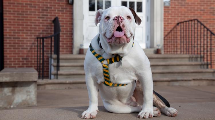 Arkansas Tech University's campus bulldog to retire due to health condition