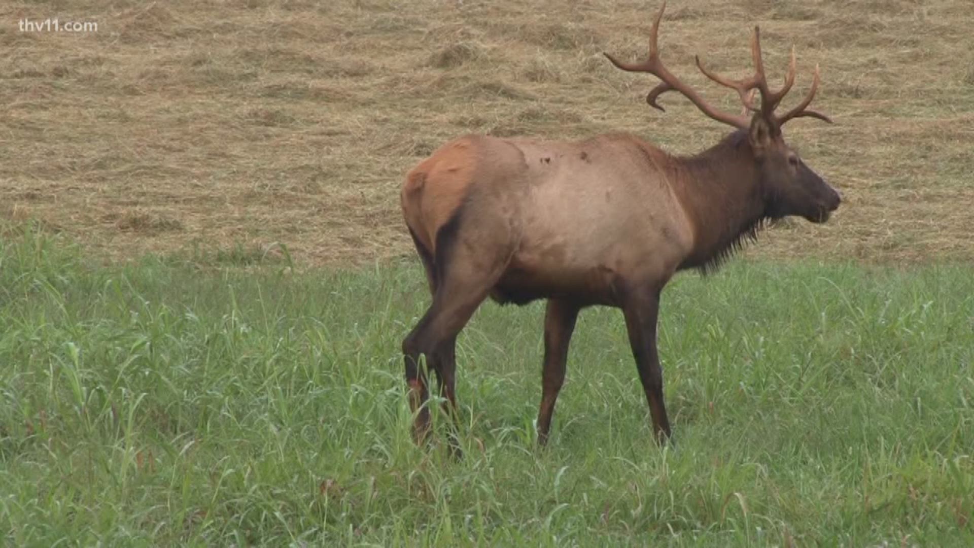 Elk hunting season comes to Arkansas