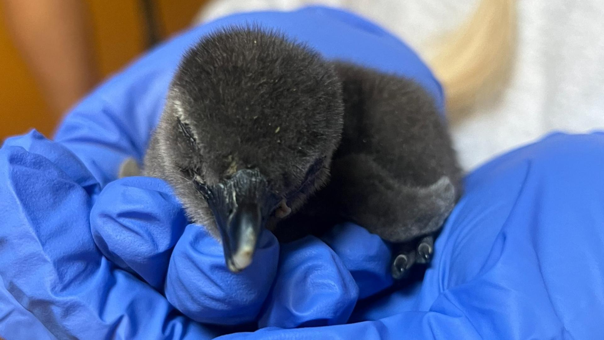 little-rock-zoo-welcomes-african-penguin-chick-thv11