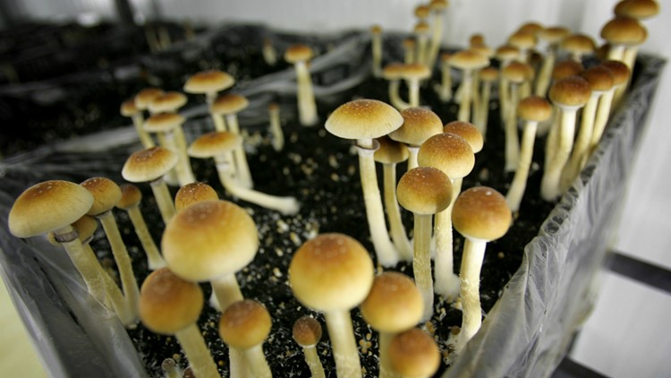 Therapists talk medical advantages for psychedelic drugs for patients