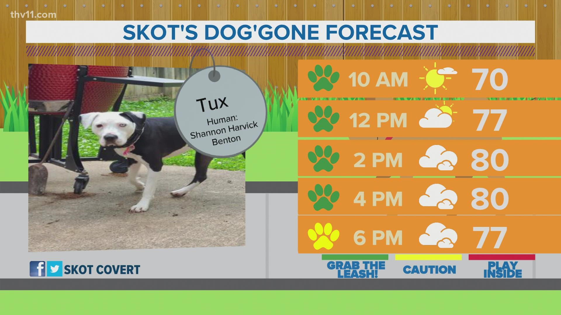 Tux | Skot's Dog'gone Forecast