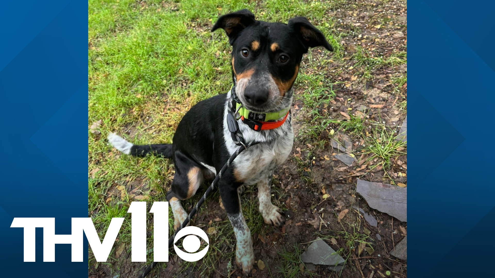 Today's adoptable furry friend is Scarlett at the Little Rock Animal Village! She’s a passenger princess, great on a leash, and already knows “sit” & “paw” commands.